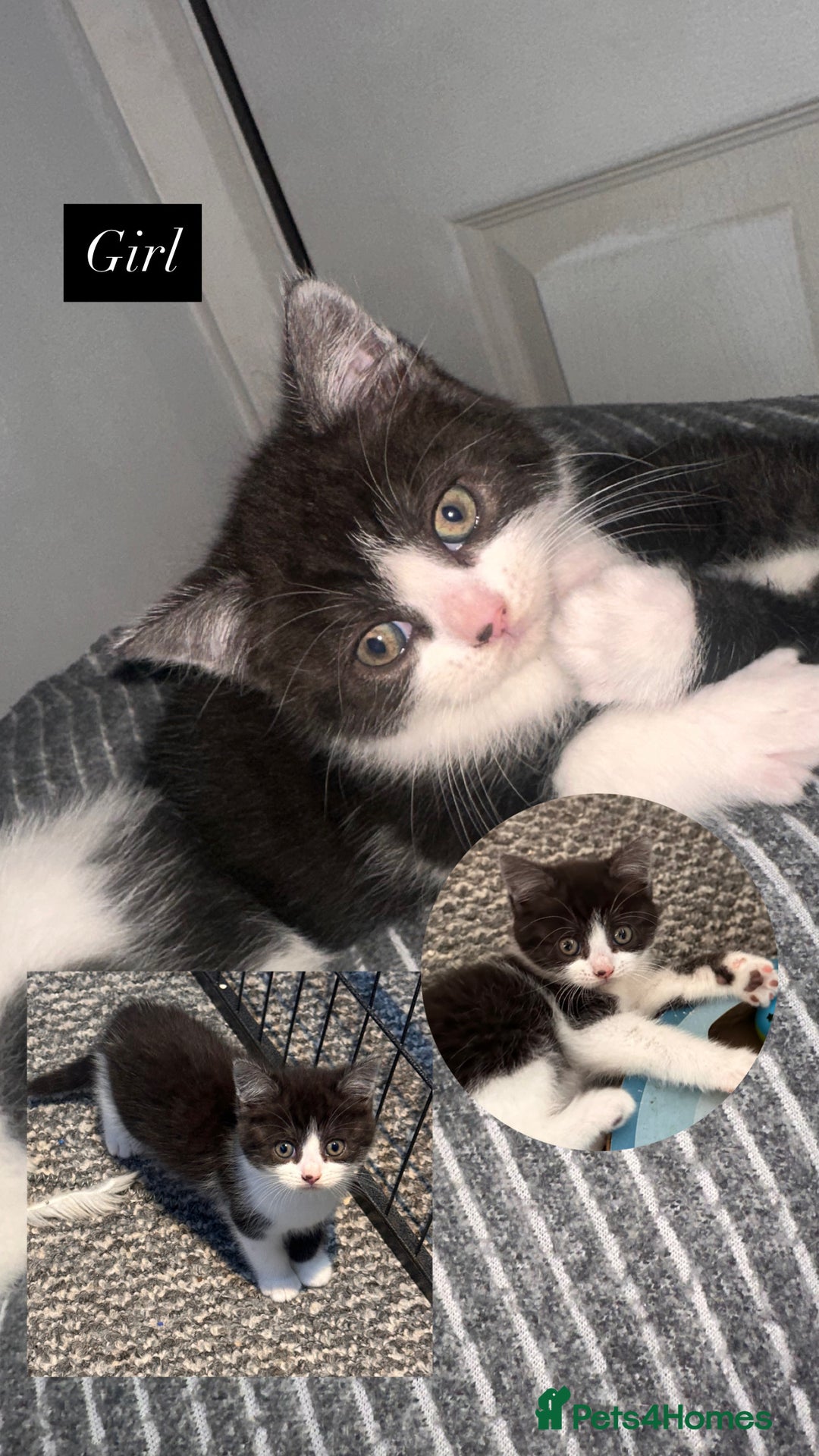 Mixed Breed cats for sale: 5 beautiful kittens  - Advert 4