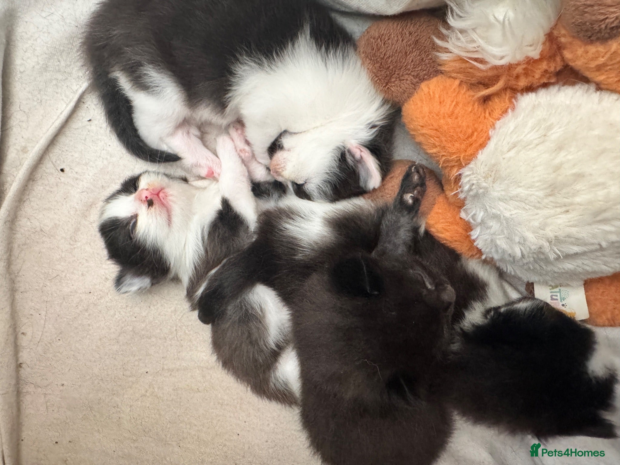Domestic Shorthair cats Lovely playful kittens  - Advert 6