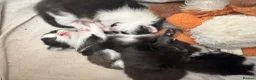 Domestic Shorthair cats for sale: Lovely playful kittens  - Advert 1
