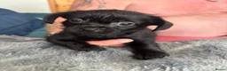 Mixed Breed dogs for sale: Imperial Shitzu cross Russian toy terrier tiny gir - Advert 27