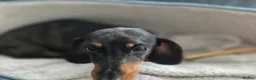 Dachshund dogs for sale: Adult Miniature Smooth Haired Dachshund - Advert 4