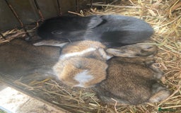 Mixed Breed rabbits for sale: 🐰 Adorable Baby Bunnies for Sale 🐰 - Image 2