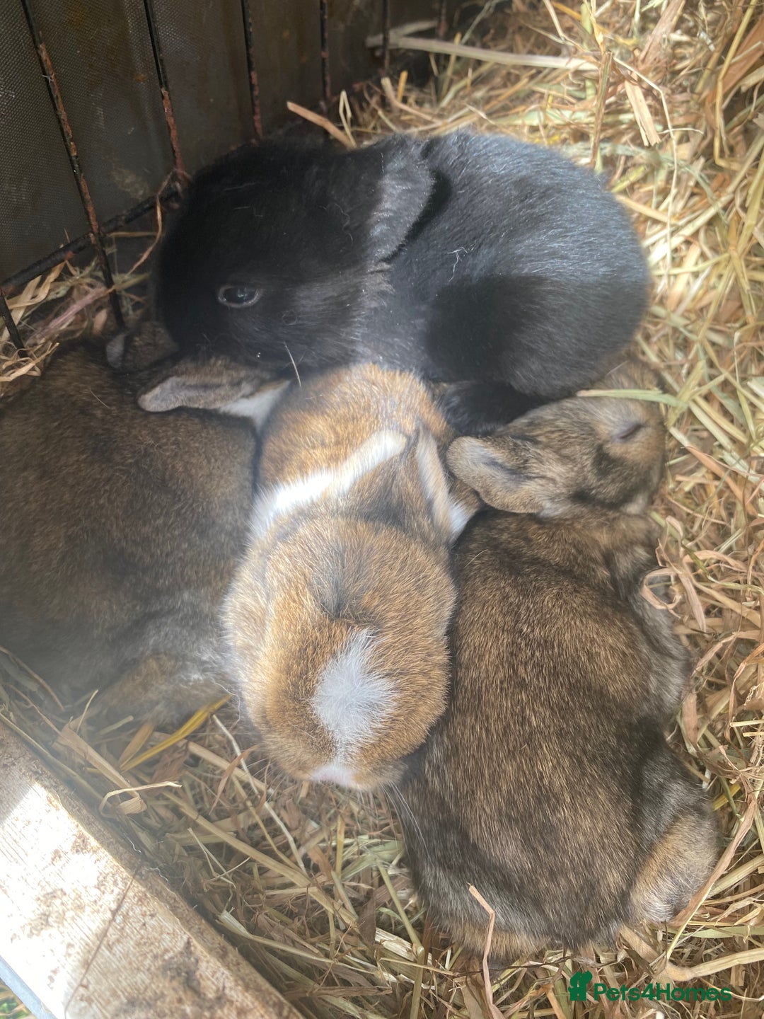 Mixed Breed rabbits for sale: 🐰 Adorable Baby Bunnies for Sale 🐰 - Image 2