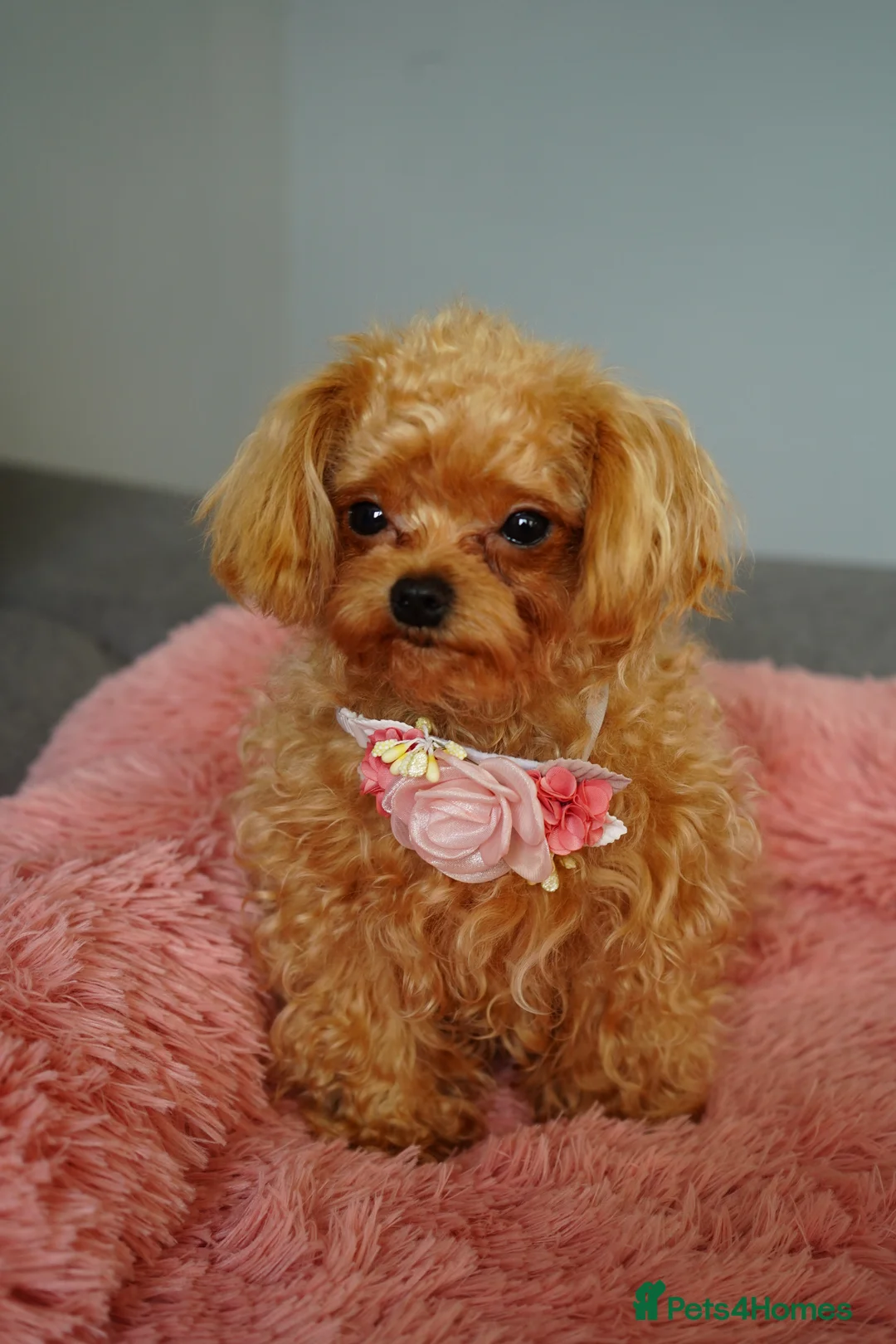 Maltipoo dogs for sale: Small F1 Asian Maltipoo female for sale - Advert 7