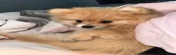 Pomeranian dogs for sale: Looking to re-home Pomeranian  in Milton Keynes - Advert 3