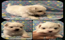 Maltese dogs for sale: Tiny kc registered maltese Korean boys  - Image 16