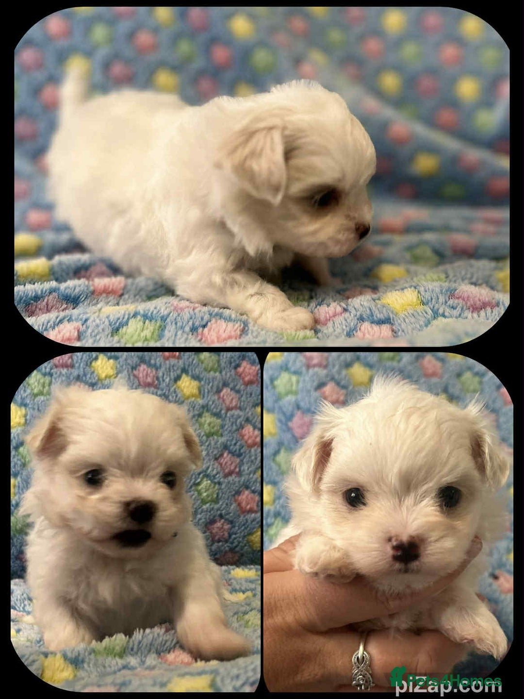 Maltese dogs for sale: Tiny kc registered maltese Korean boys  - Image 16