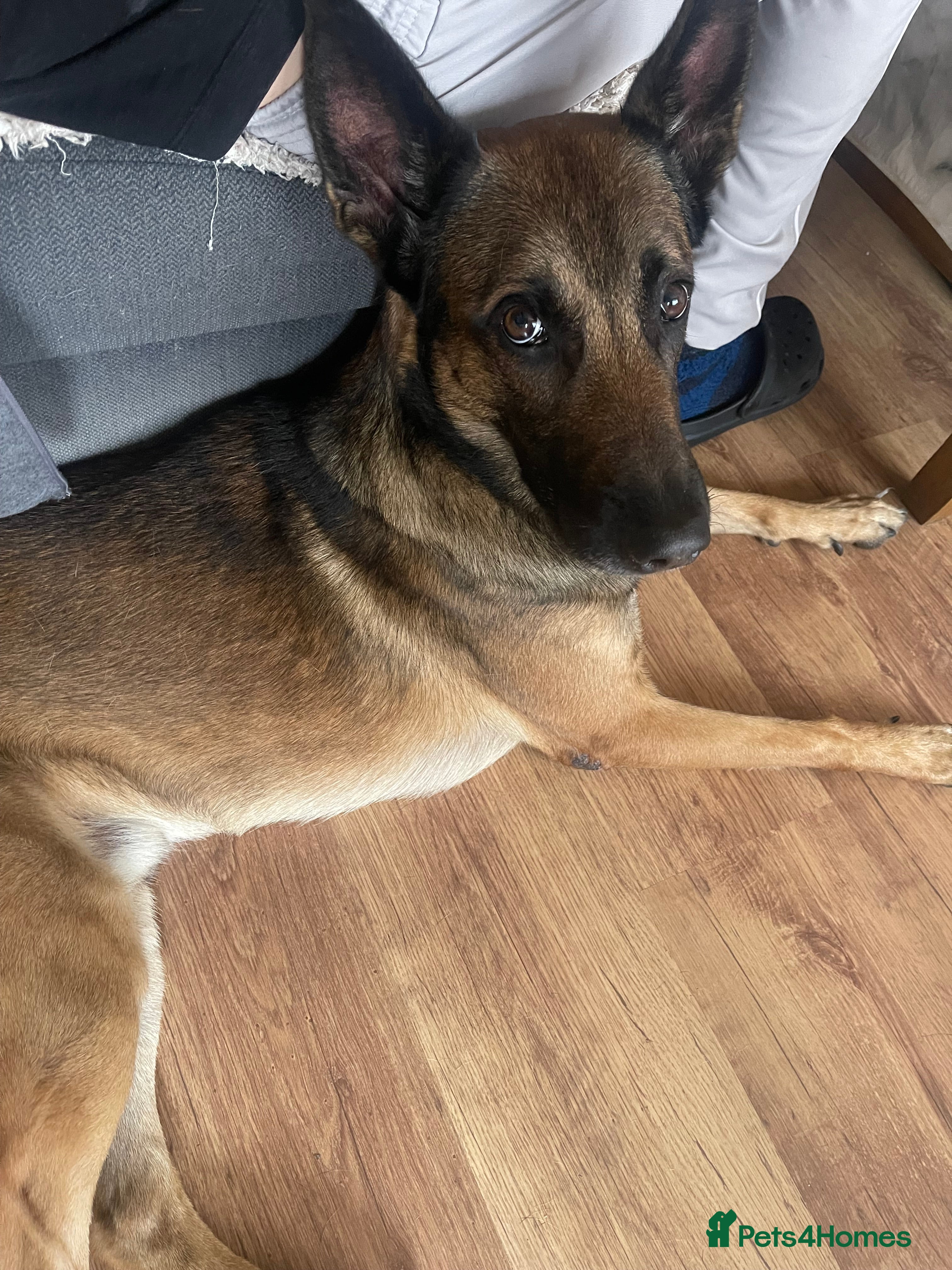 Belgian Shepherd Dog dogs I got male looking for breading  - Advert 1