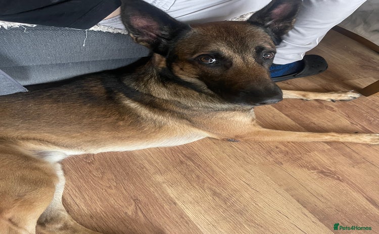 Belgian Shepherd Dog dogs I got male looking for breading  - Advert 1