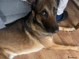 Belgian Shepherd Dog dogs for stud: I got male looking for breading - Advert 1