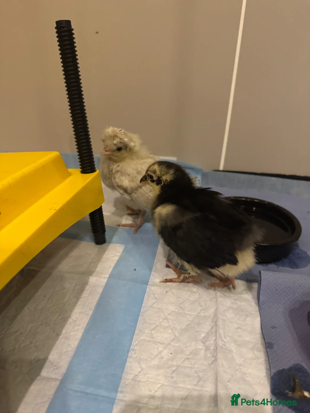 Chickens poultry for sale: Pekin polish barnyard mix chicks - Advert 6