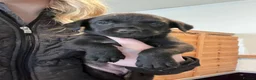 Labrador Retriever dogs for sale: KC'd Working/Trialing Pedigree  - Advert 25