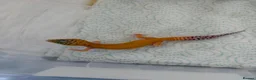 Leopard Gecko reptiles for sale: Baby leopard geckos  - Advert 7