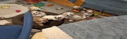 Mixed Breed dogs for sale: Adorable little bundles of joy!!  in Margate - Advert 4