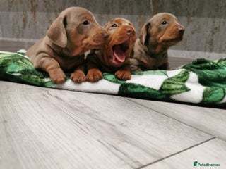 Miniature Dachshund dogs - Advert 31