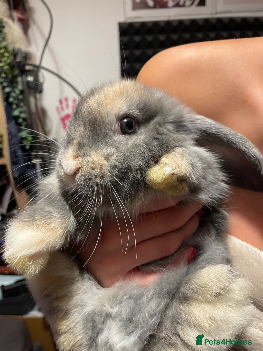 Mixed Breed rabbits for sale: Diesel in Sheerness - Advert 1