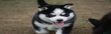 Pomsky 2