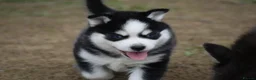 Pomsky dogs for sale: Genuine Celtic Star F3 Pomskies Available  - Advert 22
