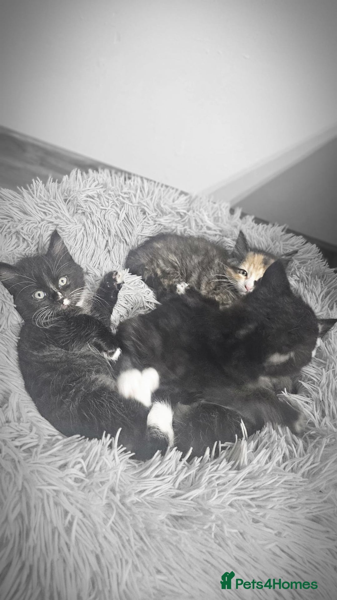 Mixed Breed cats for sale: Adorable 4 Kittens for Sale! - Image 15