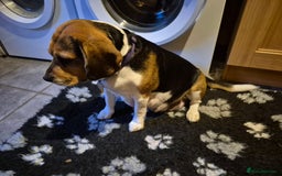 Mixed Breed dogs for sale: Poogle puppies for sale - Image 10