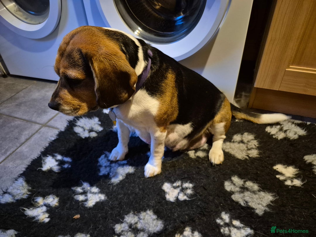 Mixed Breed dogs for sale: Poogle puppies for sale - Image 10