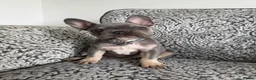 French Bulldog dogs for sale: Female french bulldog puppy  - Advert 1
