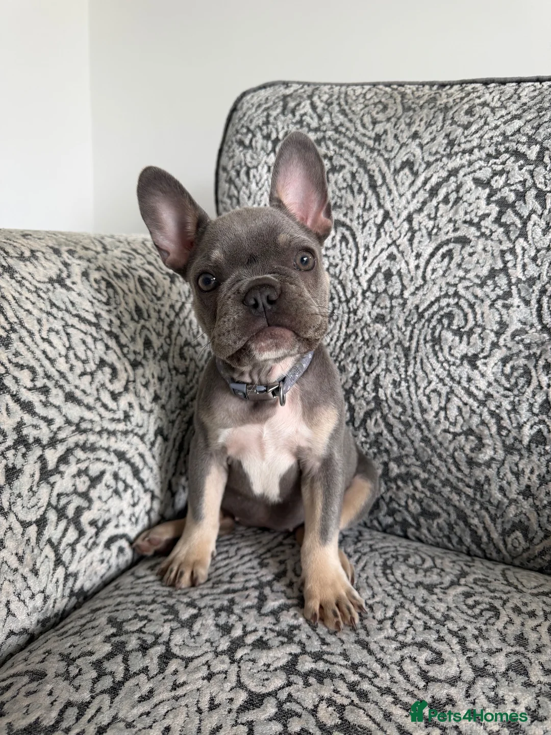 French Bulldog dogs for sale: Female french bulldog puppy  - Advert 1