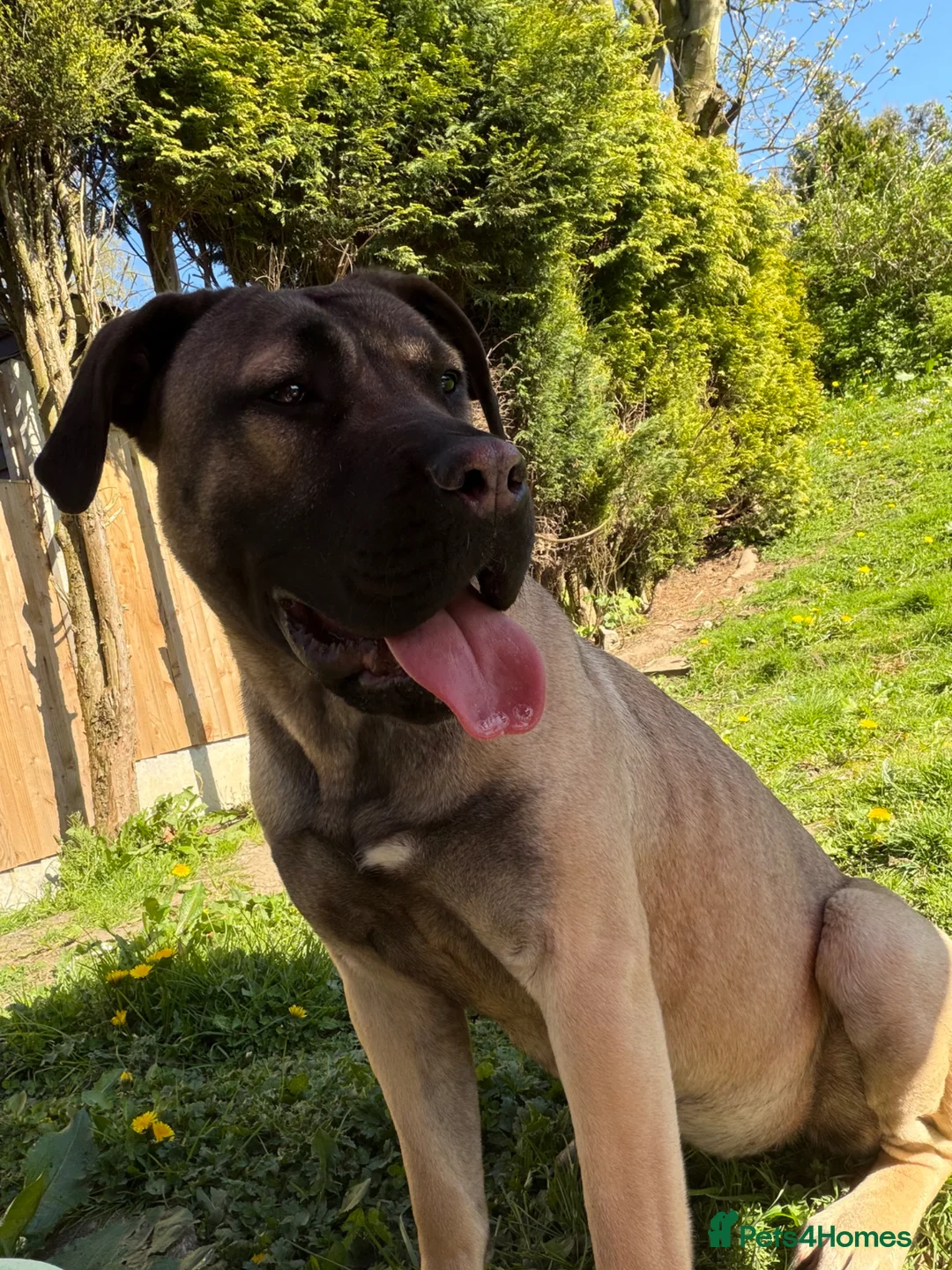 Presa Canario dogs for sale: Presa Canario Female  - Advert 1