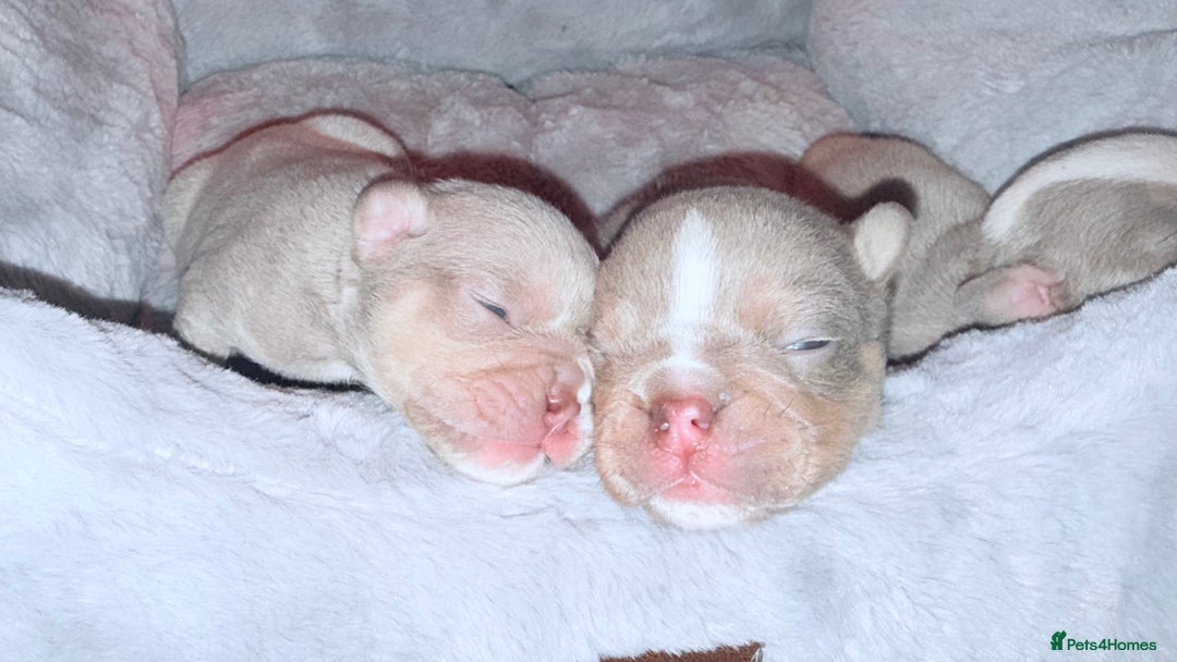 English Bulldog dogs for stud: Vincent aka vinny  - Advert 11