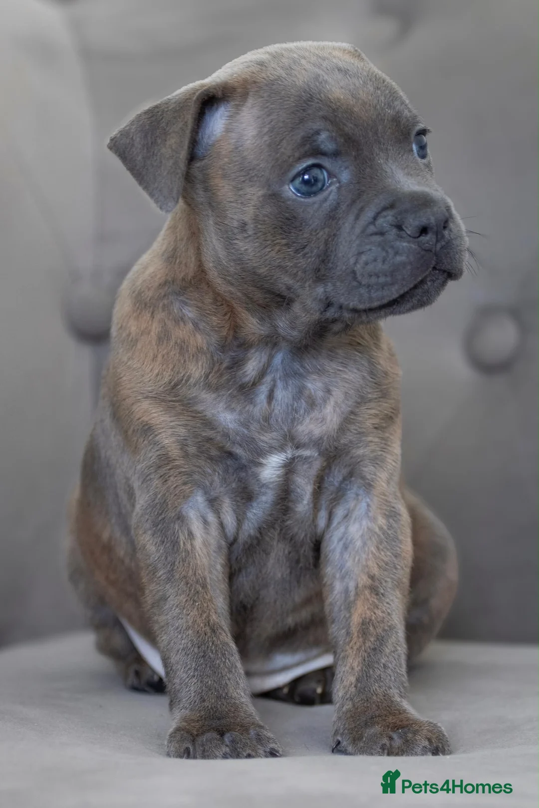 Staffordshire Bull Terrier dogs for sale: Two Outstanding kc registered pups - Advert 6