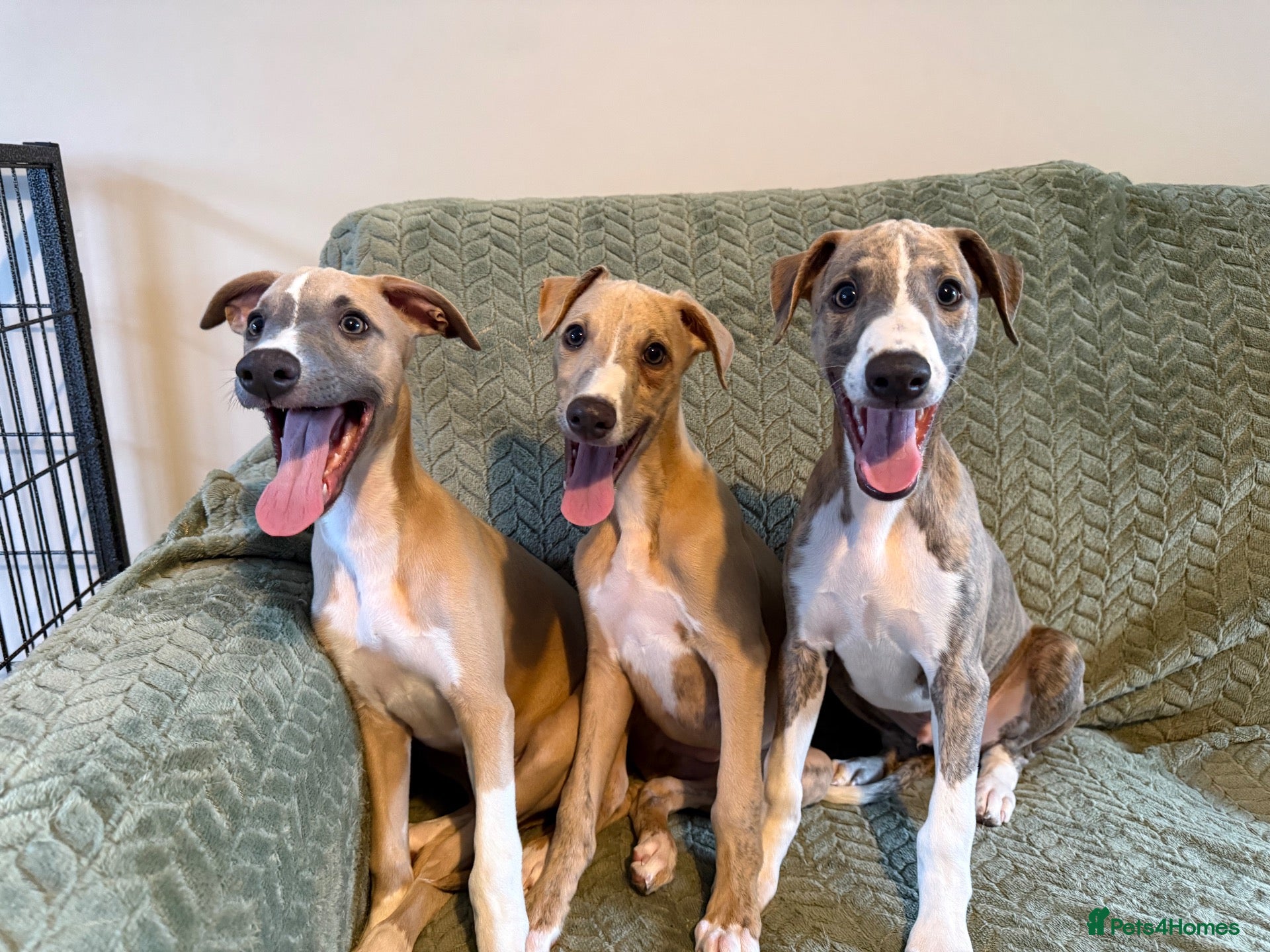 Whippet dogs 3 Lovely boys  - Advert 1
