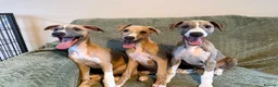 Whippet dogs for sale: 3 Lovely boys  - Advert 1