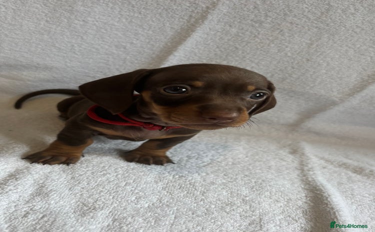 Miniature Dachshund dogs - Advert 13