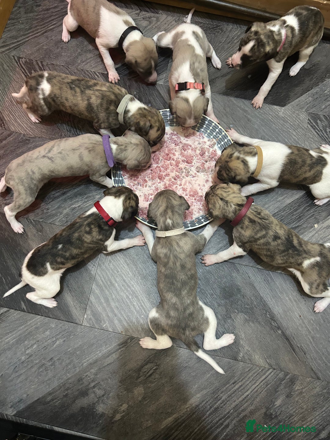 Whippet dogs for sale: A beautiful-well bred litter of small whippets  - Image 13
