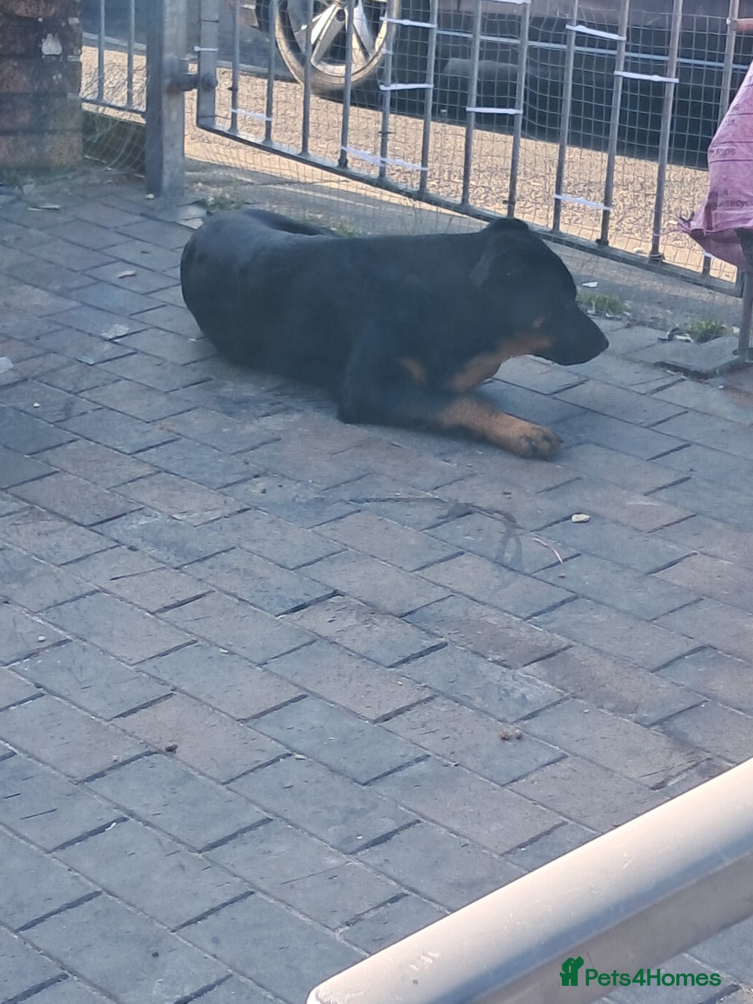 Mixed Breed dogs for sale: 1 year old - Advert 3