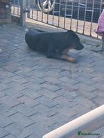 Mixed Breed dogs 1 year old - Advert 4