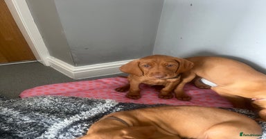 Hungarian Vizsla dogs - Advert 7