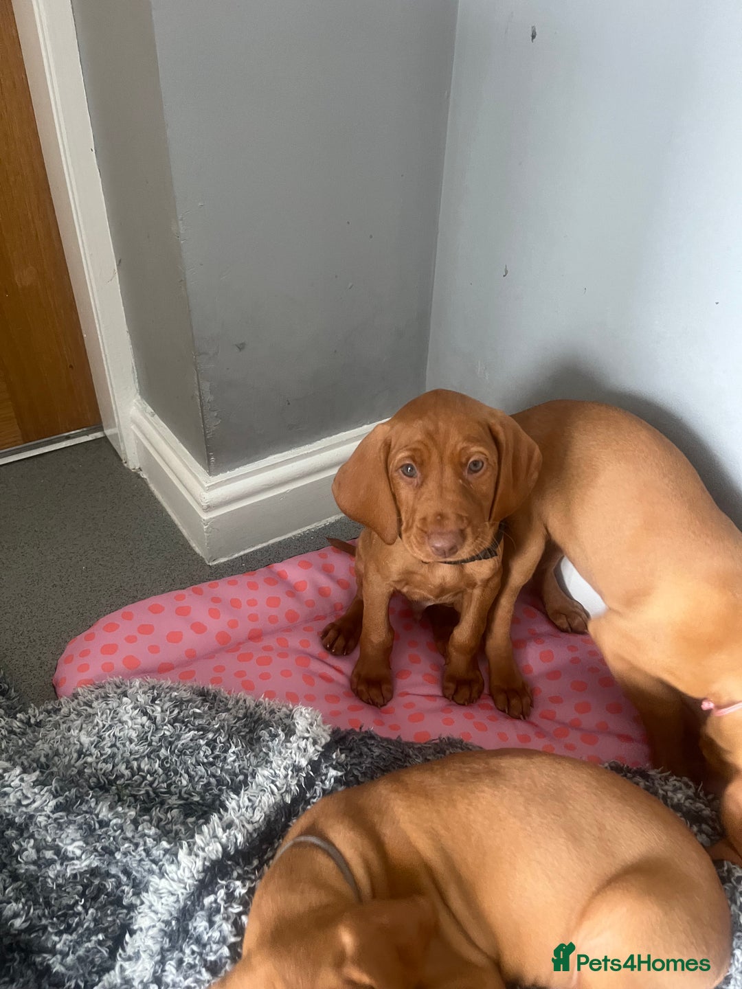 Hungarian Vizsla dogs for sale: Hungarian Vizsla puppies   - Image 2