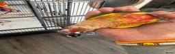 Conures birds for sale: Red factor, yellow sided pineapple conure - Advert 37