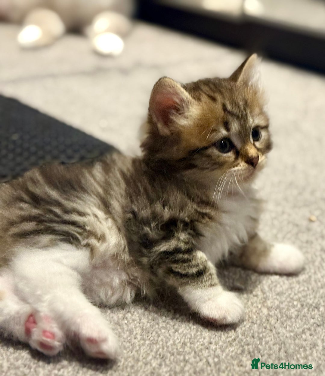 Siberian cats for sale: Champion line Kittens  - Image 2