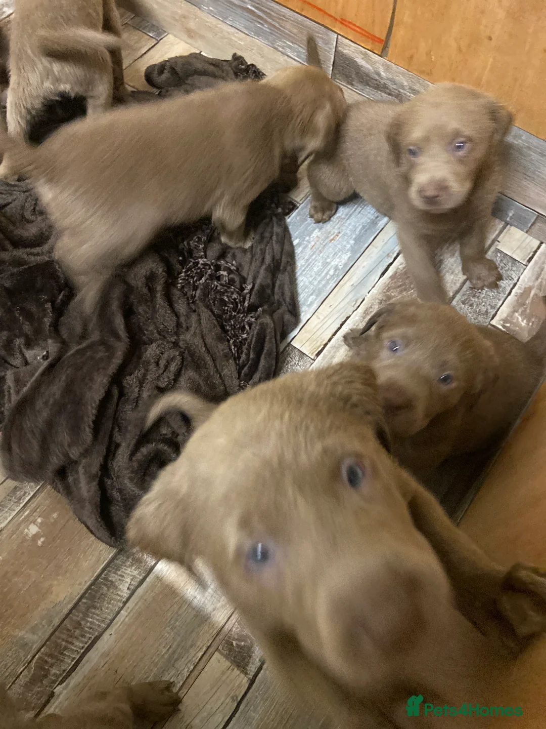 Labrador Retriever dogs for sale: Silver Labradors retrievers  - Advert 5