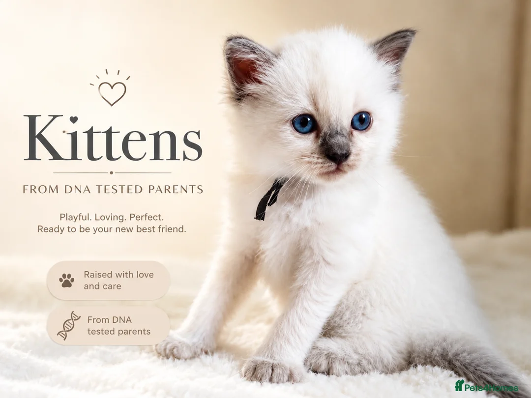 Ragdoll cats for sale: DNA Clear Blue Eyed Seal & Blue Point Ragdolls - Advert 1