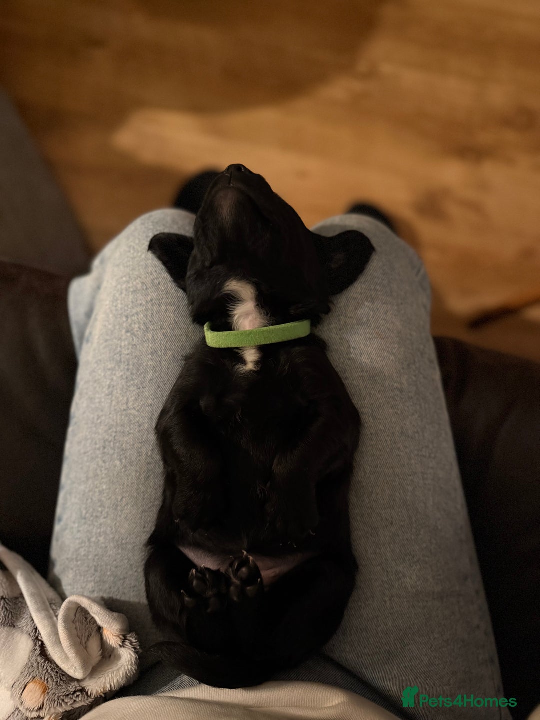 Mixed Breed dogs for sale: One off litter of Spangold Retrievers  - Advert 7