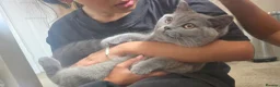 British Shorthair cats for sale: 1 LAST  GORGEOUS British Short Hair Female kitten  - Advert 4