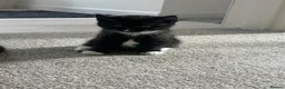 British Shorthair cats for sale: British shorthair cross Domestic longhair kittens  in Chesterfield - Advert 8