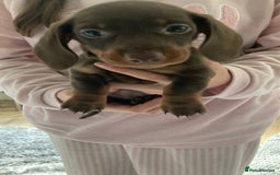 Dachshund dogs for sale: Girl dachshund puppy last pup - Image 3