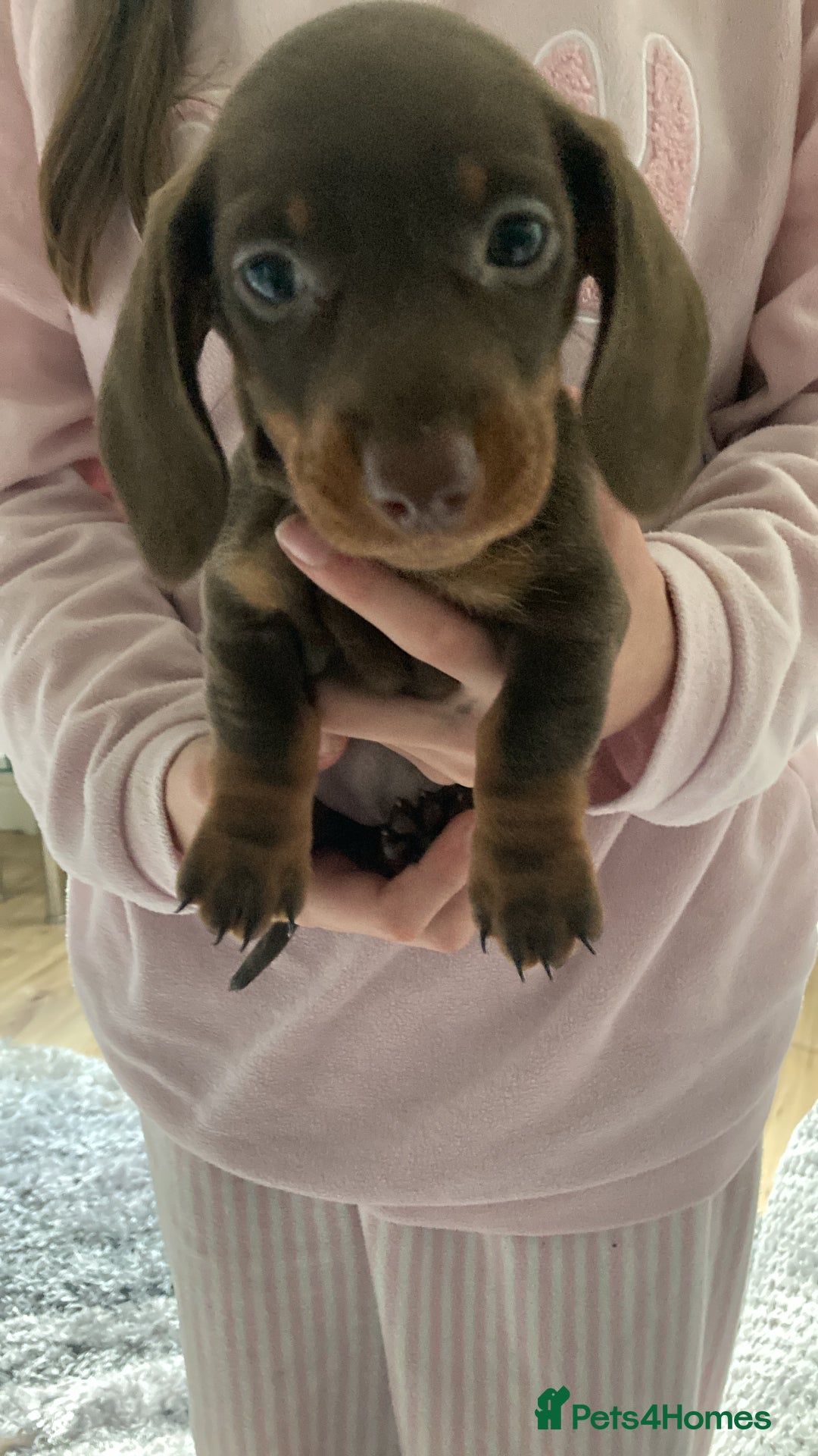 Dachshund dogs for sale: Girl dachshund puppy last pup - Image 3