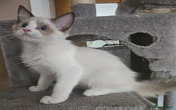 Ragdoll cats for sale: Gorgeous GCCF registered kittens - Image 7