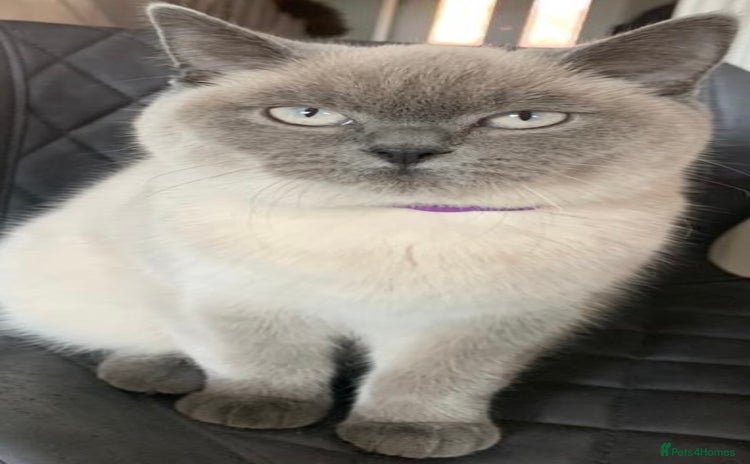 British Shorthair cats in Malvern - Advert 5