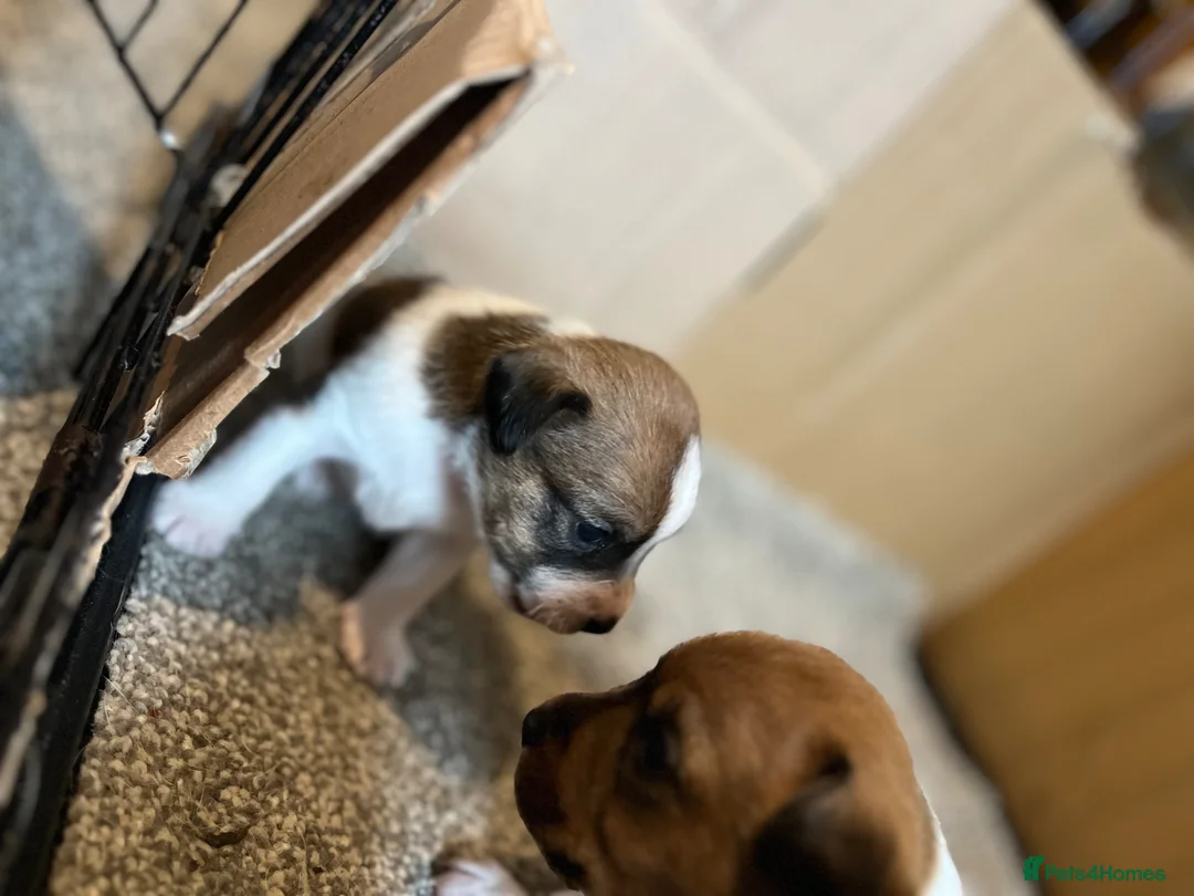 Jack Russell dogs for sale: Jack Russel puppies  - Advert 2